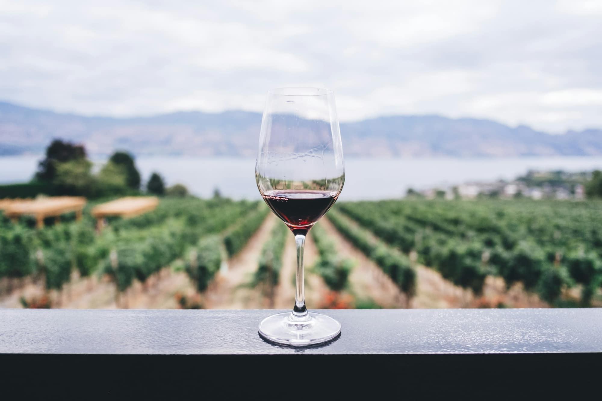 A glass of Riverina red overlooking vineyard rows